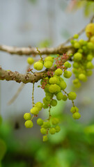 Close-up of Star Gooseberry in an outdoor garden.
