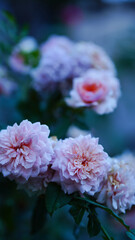 Close-up of a prik rose growing in a garden