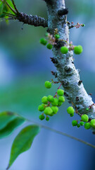Close-up of Star Gooseberry in an outdoor garden.