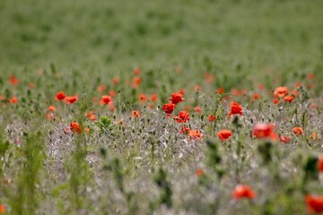 A dreamy field of red poppies and orange wildflowers peeks through tall, soft green grass, creating a blurred, painterly effect that evokes the gentle beauty and warmth of a summer meadow in bloom.