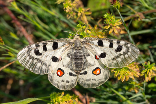 Mosel-Apollofalter, Parnassius apollo vinningensis, Kobern-Gondorf, DE, RLP, 03.06.2025