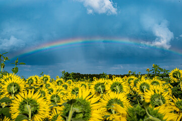 rainbow over sunflower field