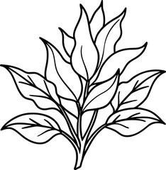 botanical line art drawings for posters