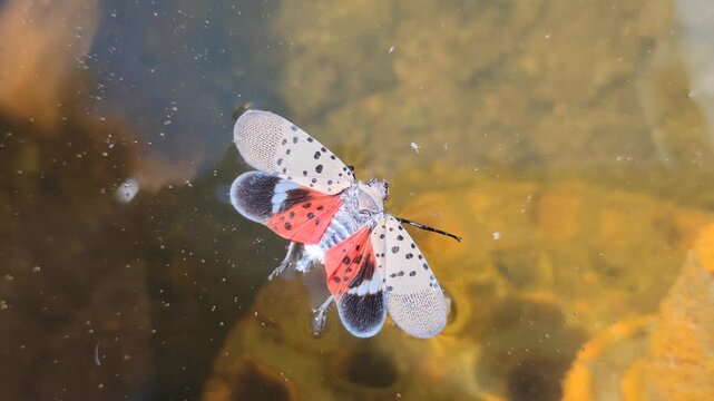 bspotted lanternfly butterfly on the water. Photo by Artist Nadia Russ.