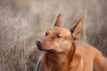 Australian Farm Dogs: Working Through Drought, Navigating Summer Heat, and Supporting Cattle Farming in Dry Creek Environments