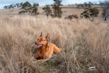 Australian Farm Dogs: Working Through Drought, Navigating Summer Heat, and Supporting Cattle Farming in Dry Creek Environments