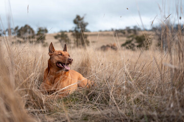 Australian Farm Dogs: Working Through Drought, Navigating Summer Heat, and Supporting Cattle Farming in Dry Creek Environments