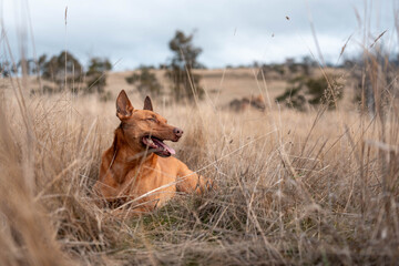 Australian Farm Dogs: Working Through Drought, Navigating Summer Heat, and Supporting Cattle Farming in Dry Creek Environments