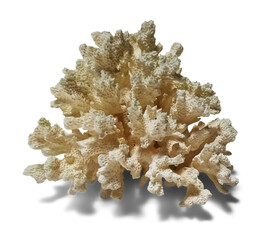Isolated Dried Coral Specimen