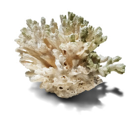 Isolated Dried Coral Specimen