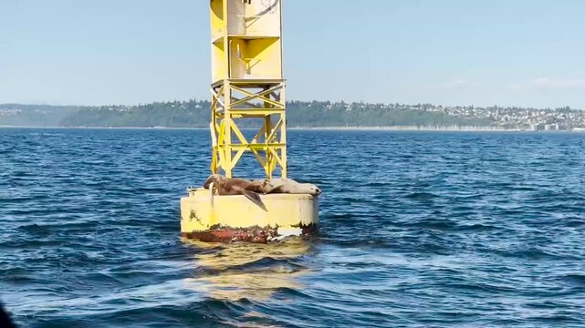 Sea lions on buoy in the water on the bay of Seattle Washington.USA, Washington, Seattle july 15 2025.