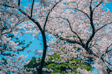 tree in the sky