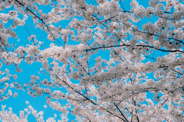 cherry blossom in spring
