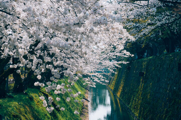 waterfall in the mountains