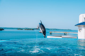 windsurfer on the sea