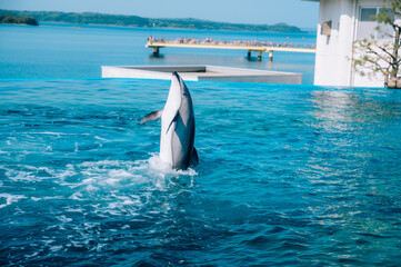 dolphin jumping out of water