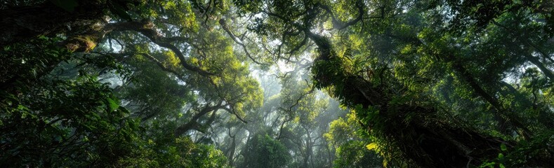 Obraz premium Lush jungle canopy