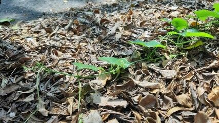 Creeping plants growing over piles of dry leaves showing natural regeneration and ground cover