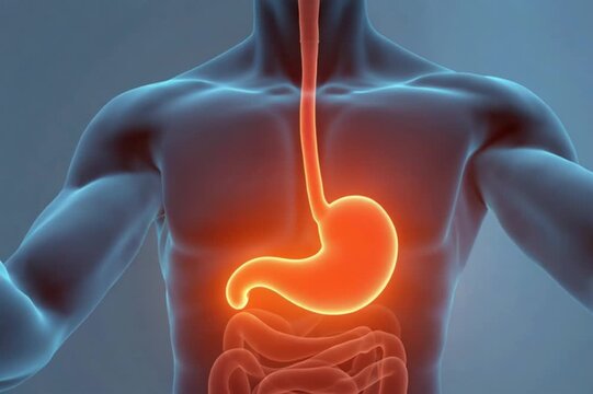 Human Digestive System Anatomy - Esophagus, Stomach, and Intestines Visualization.