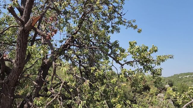 A well-grown wild pear tree (Pyrus elaeagrifolia), a wild pear known as taş armudu or ahlat, stubbornly survives the heat and drought in the stony Mediterranean maquis vegetation