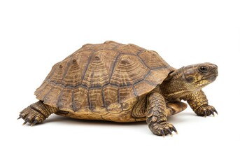 Fototapeta premium Brown Turtle Isolated on White Background