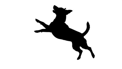 A black silhouette of a dog jumping and looking upward on a white background. The dog's legs are outstretched, and tail curved