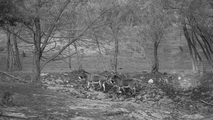 Mini donkeys walking through Texas farm field in rural countryside black and white scene.