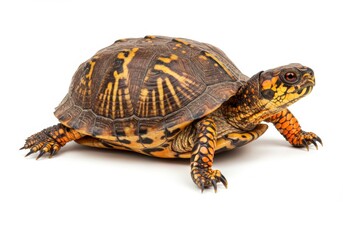 Fototapeta premium Box Turtle Isolated on White Background