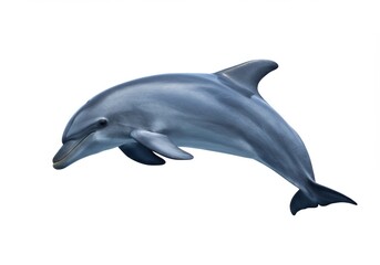 Obraz premium Dolphin Isolated on White Background