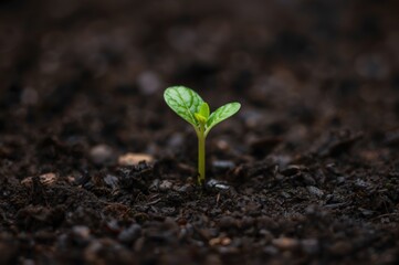 A Fresh Start, New Sprout Emerging from Soil, Symbolizing Growth, Renewal, and Sustainability