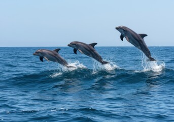 Fototapeta premium Dolphins Jumping Over Ocean Waves