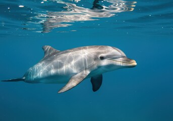 Fototapeta premium Smiling Dolphin Swimming Underwater