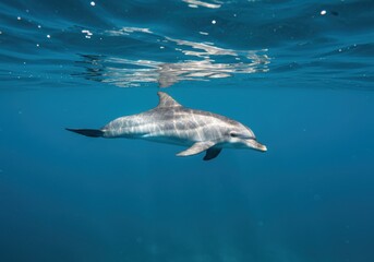 Dolphin Swimming Gracefully Underwater in Sunlight