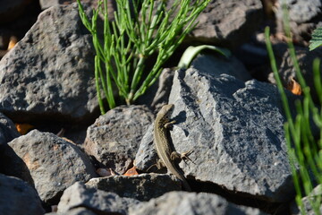 A small lizard is climbing over grey stones heated by the sun. Wild reptile in its natural rocky habitat, surrounded by sparse green vegetation