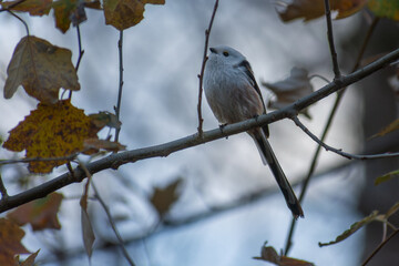 long-tailed tit in the forest