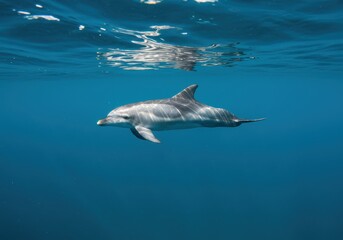 Naklejka premium Dolphin Swimming Gracefully Underwater in Sunlight