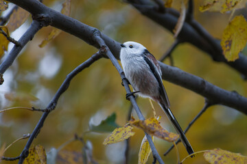 long-tailed tit in the autumn forest