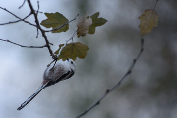 long-tailed tit in the forest