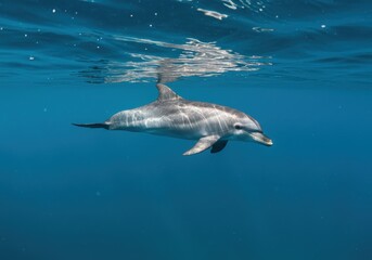 Dolphin Swimming Gracefully Underwater in Sunlight