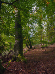 Romantische Waldstimmung im Oktober, Mischwald im  Forst Marbach Eichen und Buchen, Waldweg