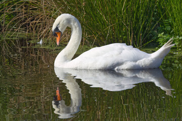 elegant swan in the lake with closed eyes, reeds in the background and foreground, dozing swan from the side in the lake, elegant Cygnus olor, Cygnus olor reflected in calm water surface