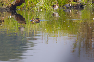 Shoveler duck on the pond reflecting in the water, shoveler duck and grey geese, male Spatula clypeata reflected in the lake, reeds in the background