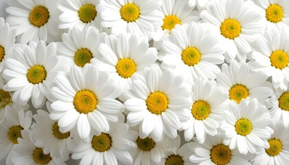 A close-up shot of a dense collection of daisies with bright white petals and vibrant yellow centers, showcasing floral detail
