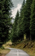 road in the woods