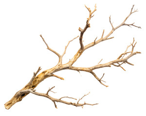 Obraz premium A dry, weathered tree branch with intricate details, isolated on a transparent background