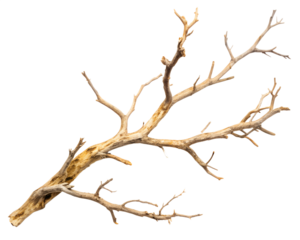A dry, weathered tree branch with intricate details, isolated on a transparent background