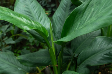 Lush, dark green tropical foliage with a glossy, wet texture. Close-up background detail of an indoor Peace Lily (Spathiphyllum) or Chinese Evergreen (Aglaonema) for nature and interior design.