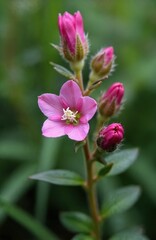 Obraz premium Close up of pink hoary willowherb flower and buds. Smallflower hairy willowherbs bloom in summer. Wildflower grows on meadow. Floral blossom background shows medicinal plant beauty.