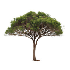 Majestic green tree with intricate branches, perfect for nature scenes, landscape designs and adding natural beauty to any creative project, isolated.