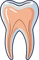 A detailed vector illustration of a human tooth cross-section showing enamel, dentin, pulp, and root canal structure, ideal for dental education, infographics, or anatomy visuals.